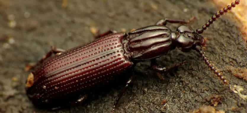 обработка от короеда